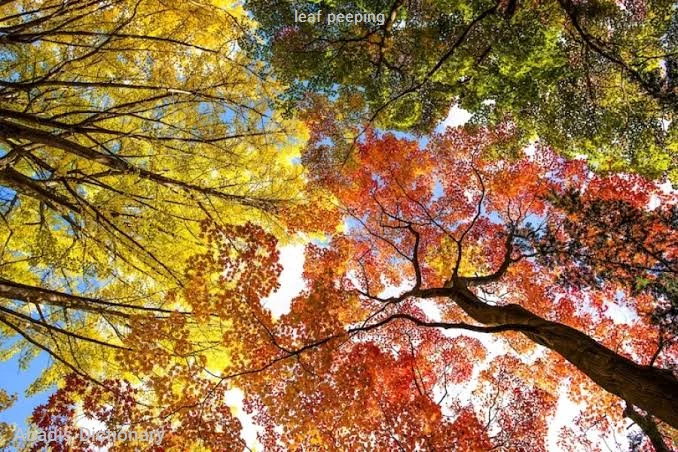 leaf peeping